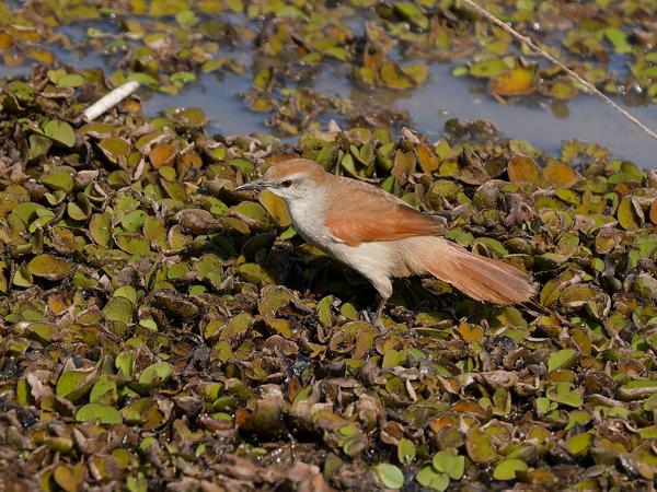 Geelkeelstekelstaart (Certhiaxis cinnamomeus)